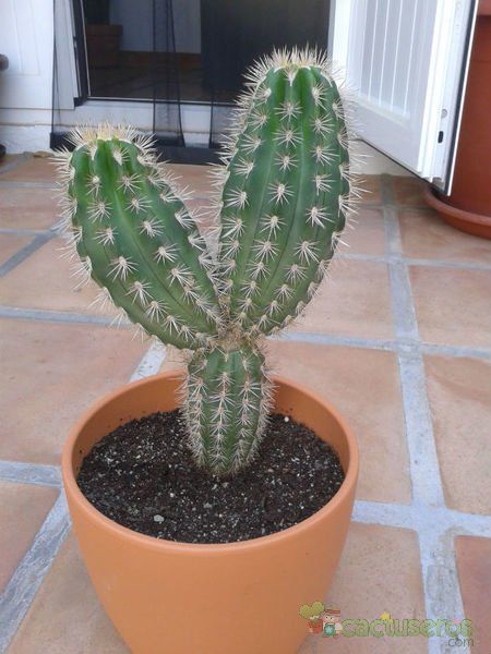 Una foto de Pachycereus pringlei