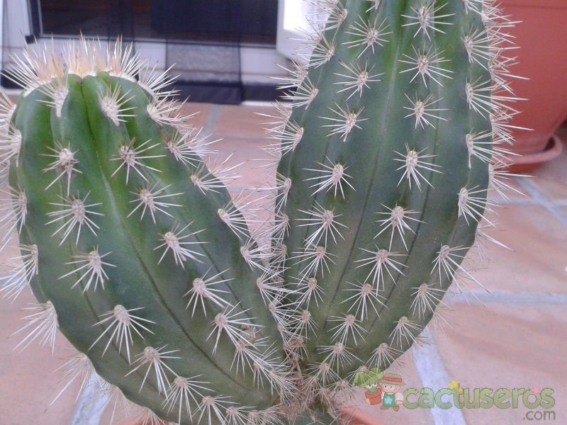 Una foto de Pachycereus pringlei