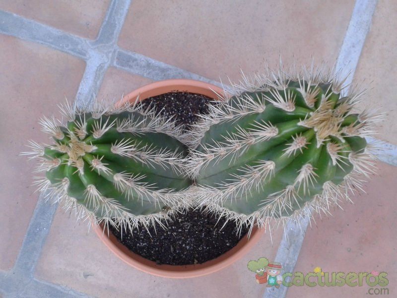 Una foto de Pachycereus pringlei