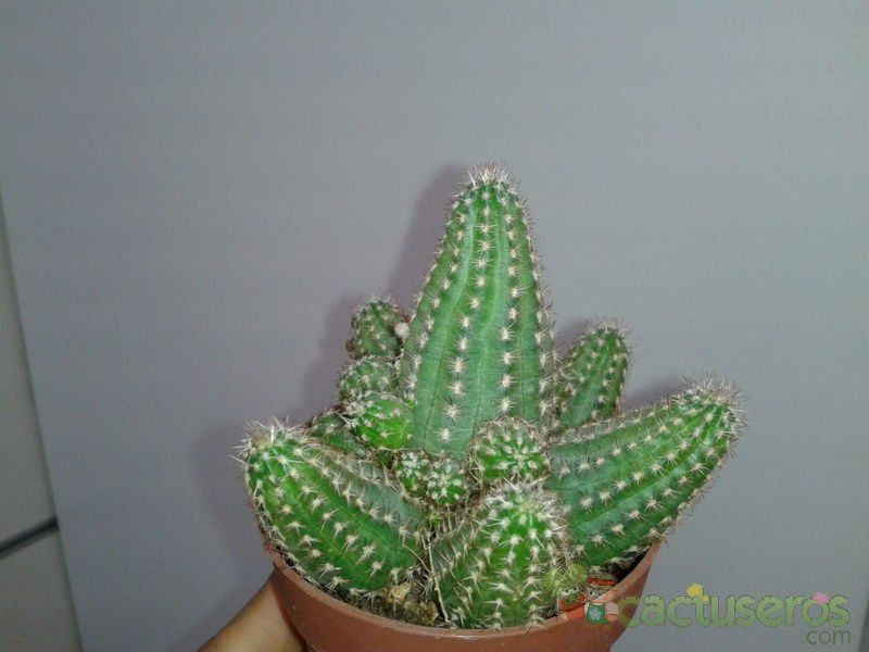 A photo of Chamaelobivia cv. violet