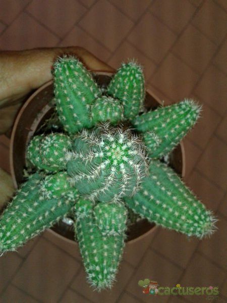A photo of Chamaelobivia cv. violet