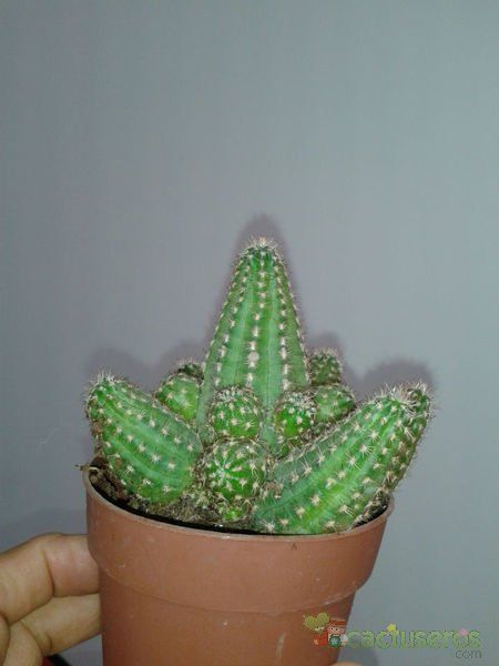 A photo of Chamaelobivia cv. violet