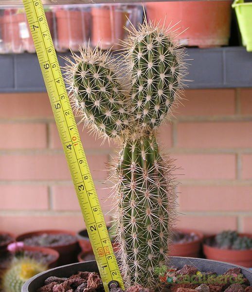 Una foto de Pachycereus pringlei