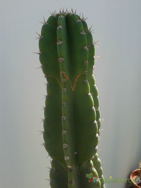 Una foto de Cereus peruvianus