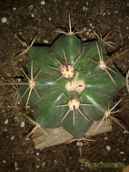 A photo of Ferocactus pottsi