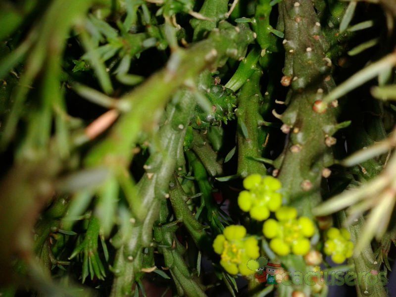 A photo of Euphorbia flanaganii
