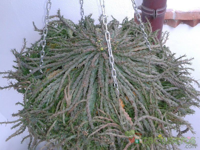A photo of Euphorbia flanaganii