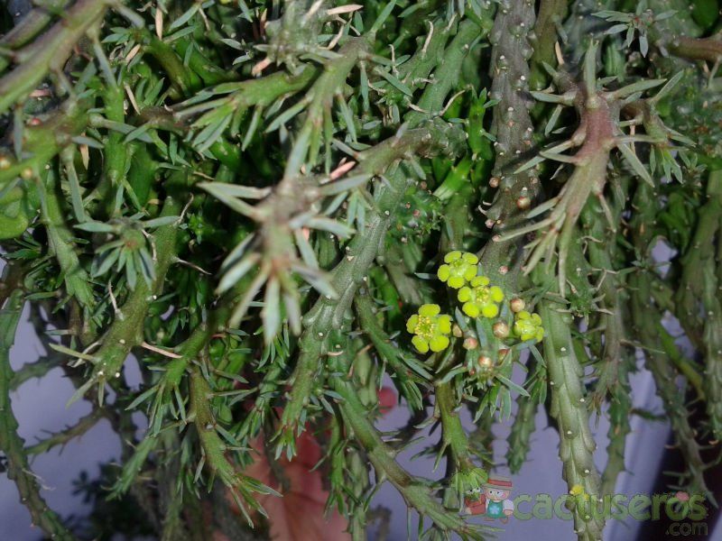 A photo of Euphorbia flanaganii