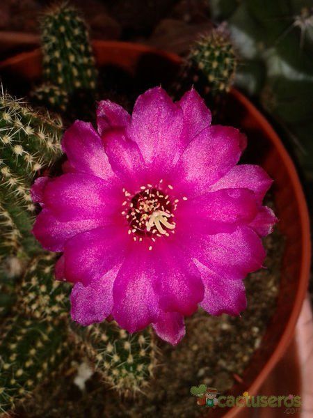 A photo of Chamaelobivia cv. violet