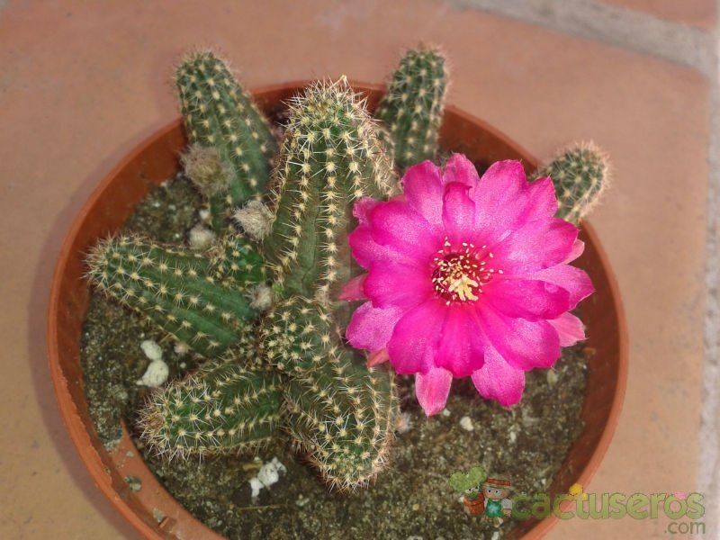 A photo of Chamaelobivia cv. violet