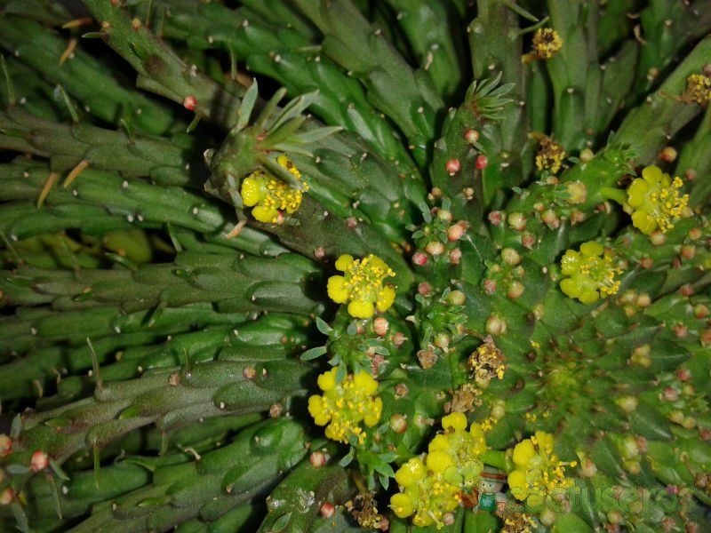 A photo of Euphorbia flanaganii