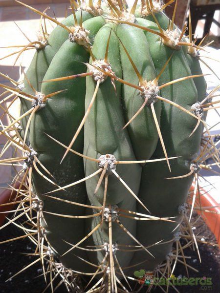 A photo of Echinopsis atacamensis ssp. pasacana
