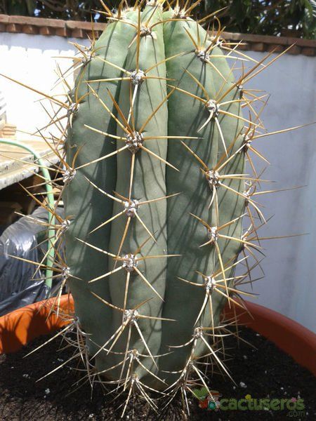 A photo of Echinopsis atacamensis ssp. pasacana