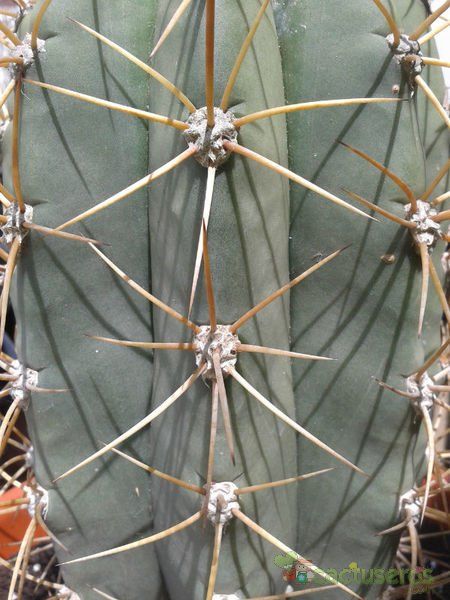 A photo of Echinopsis atacamensis ssp. pasacana