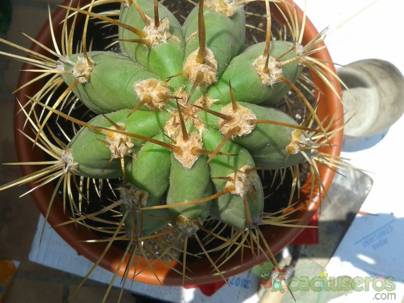 A photo of Echinopsis atacamensis ssp. pasacana