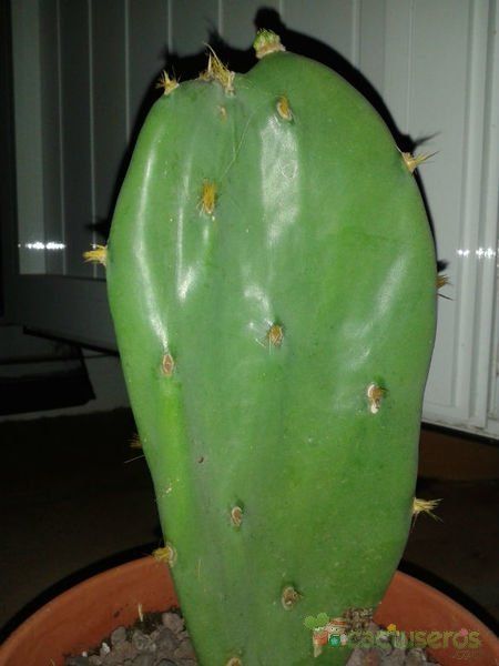 Una foto de Opuntia dillenii