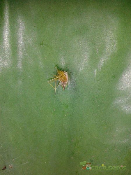 Una foto de Opuntia dillenii