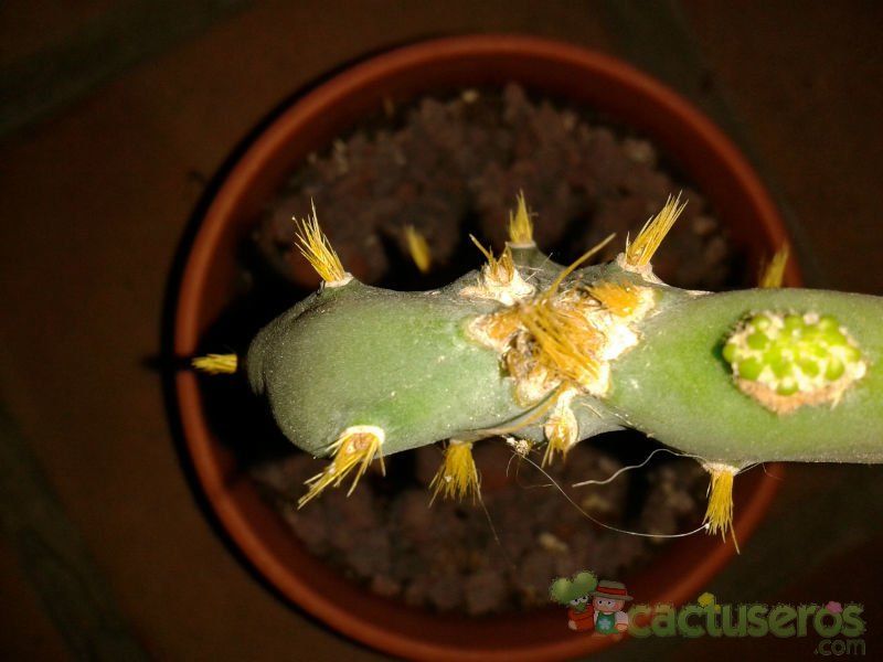 Una foto de Opuntia dillenii