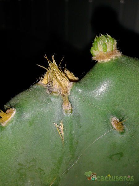 Una foto de Opuntia dillenii