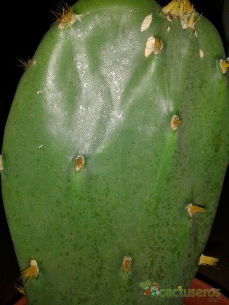 Una foto de Opuntia dillenii