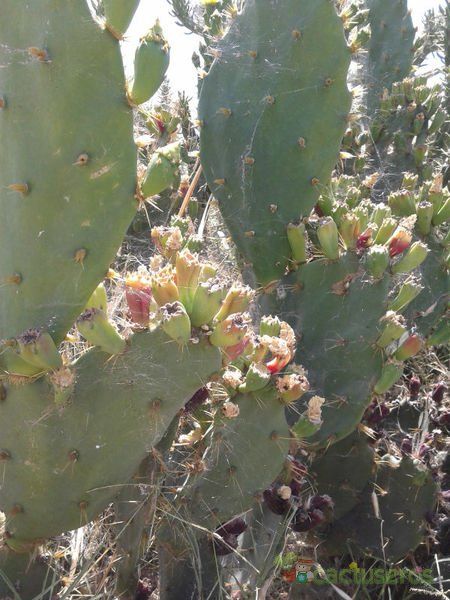 Una foto de Opuntia dillenii