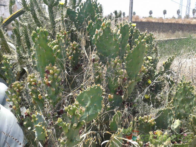 Una foto de Opuntia dillenii