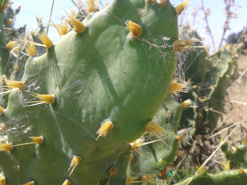 Una foto de Opuntia dillenii