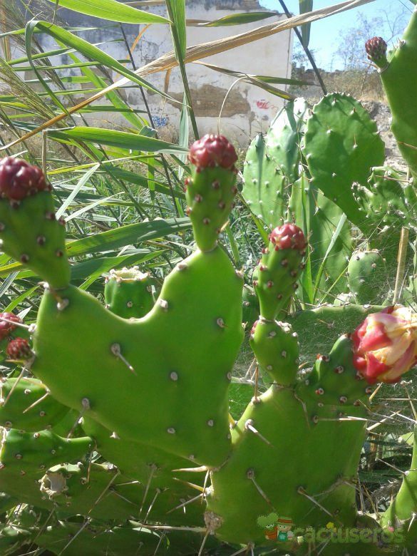 A photo of Opuntia monacantha