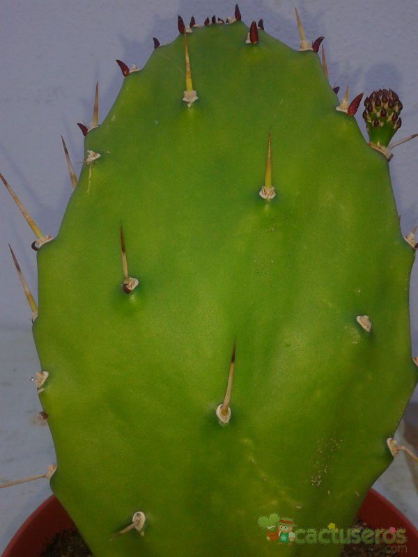 A photo of Opuntia monacantha