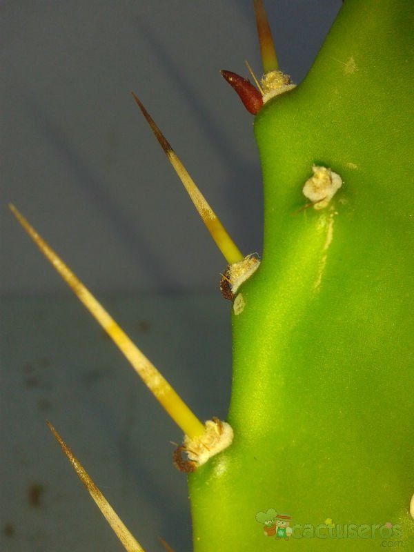 A photo of Opuntia monacantha