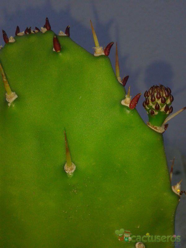 A photo of Opuntia monacantha