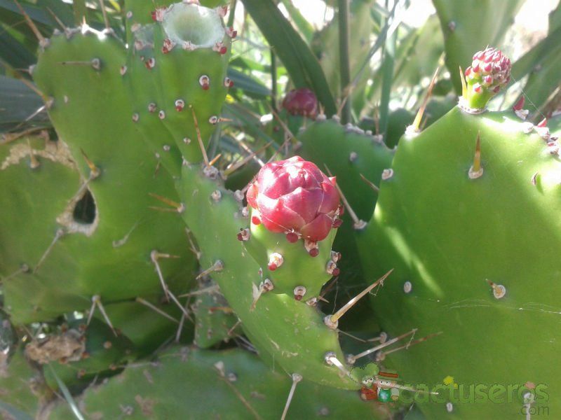 A photo of Opuntia monacantha