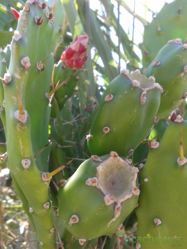 A photo of Opuntia monacantha