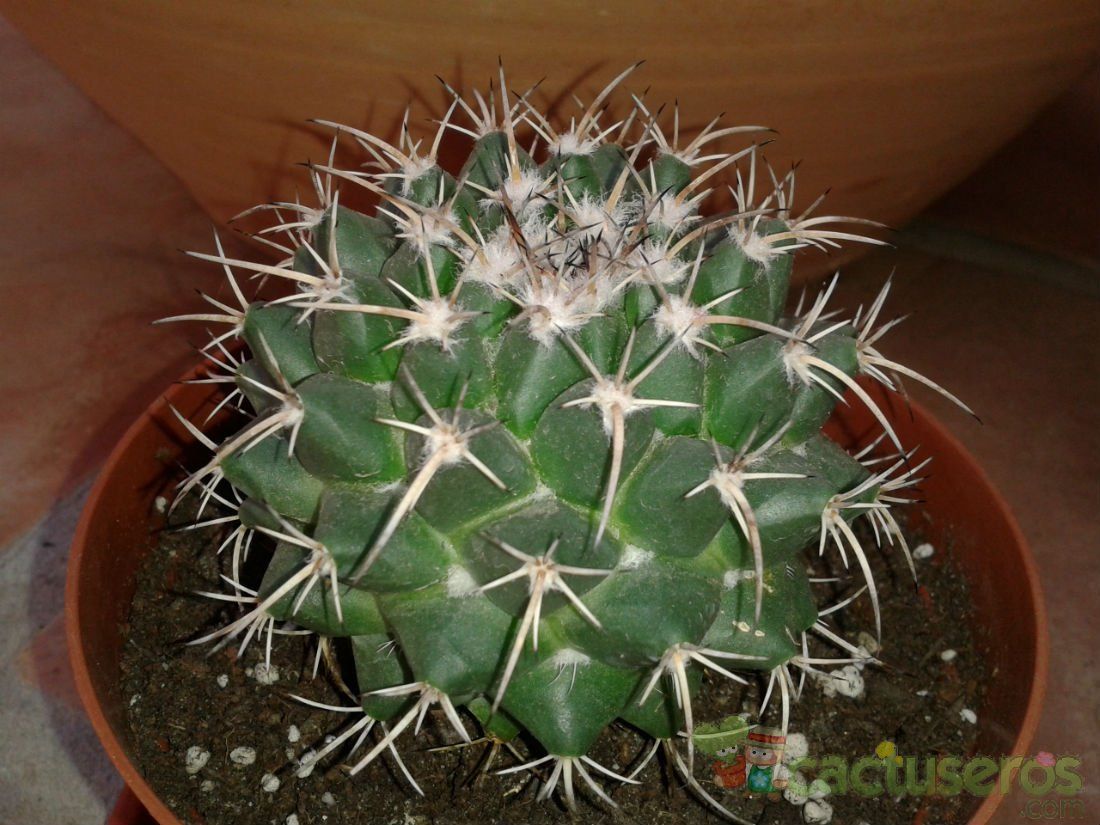 Una foto de Mammillaria compressa ssp centralifera