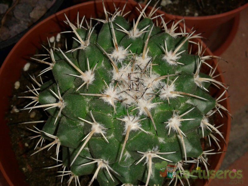 Una foto de Mammillaria compressa ssp centralifera