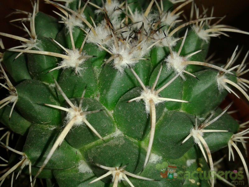Una foto de Mammillaria compressa ssp centralifera