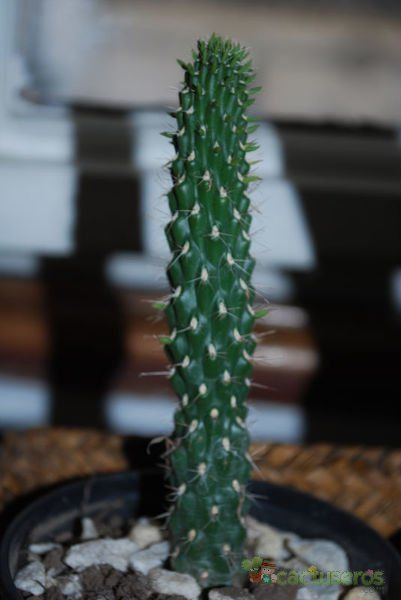 A photo of Cylindropuntia fulgida