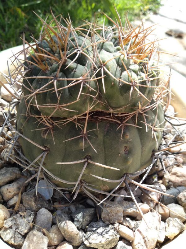 A photo of Gymnocalycium chiquitanum
