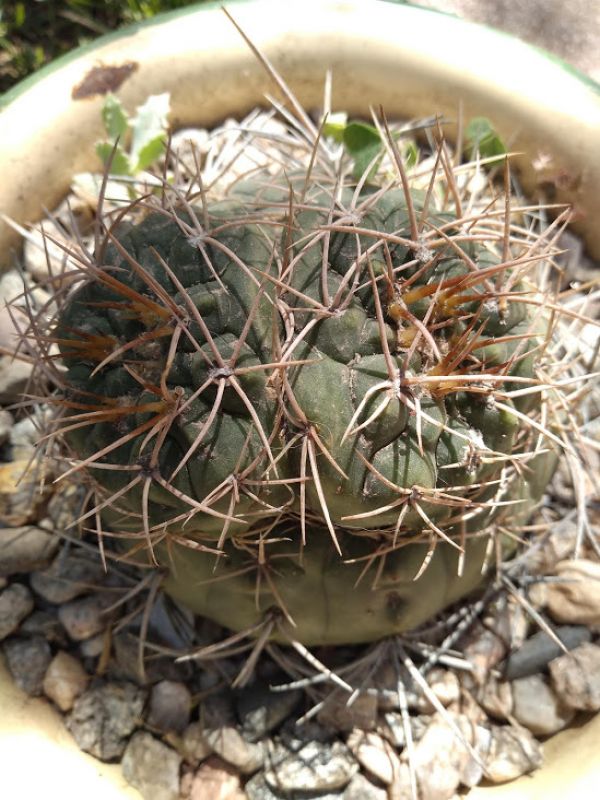 A photo of Gymnocalycium chiquitanum