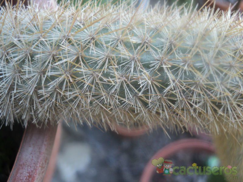 A photo of Cleistocactus winteri
