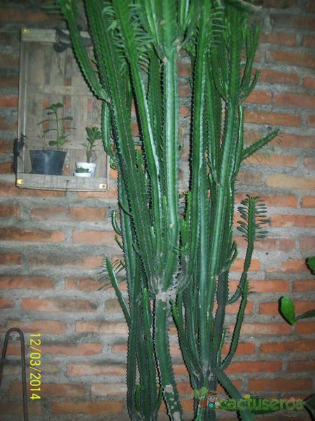Una foto de Euphorbia trigona