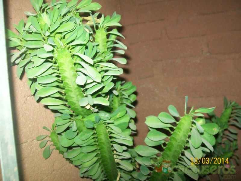 Una foto de Euphorbia trigona