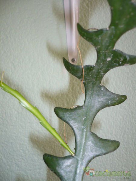 Una foto de Epiphyllum anguliger
