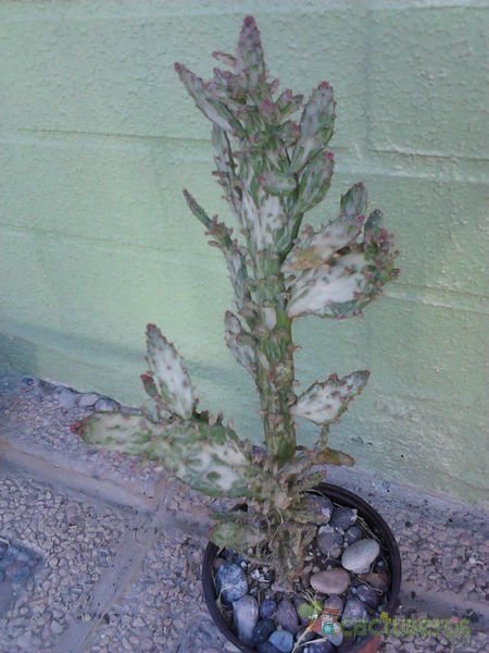 A photo of Opuntia monacantha fma. variegada monstruosa