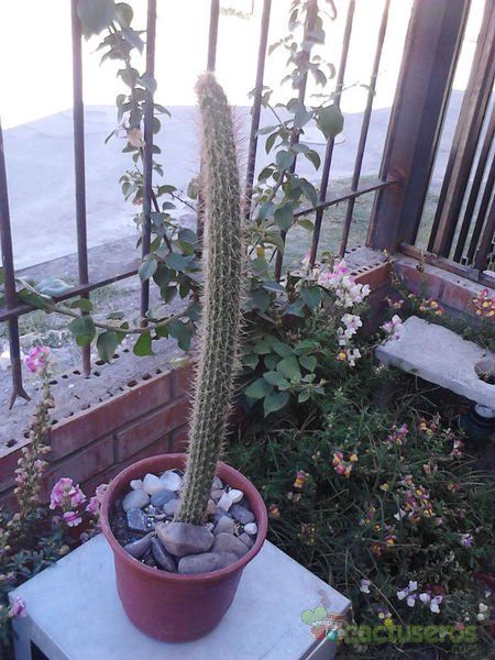 A photo of Peniocereus serpentinus