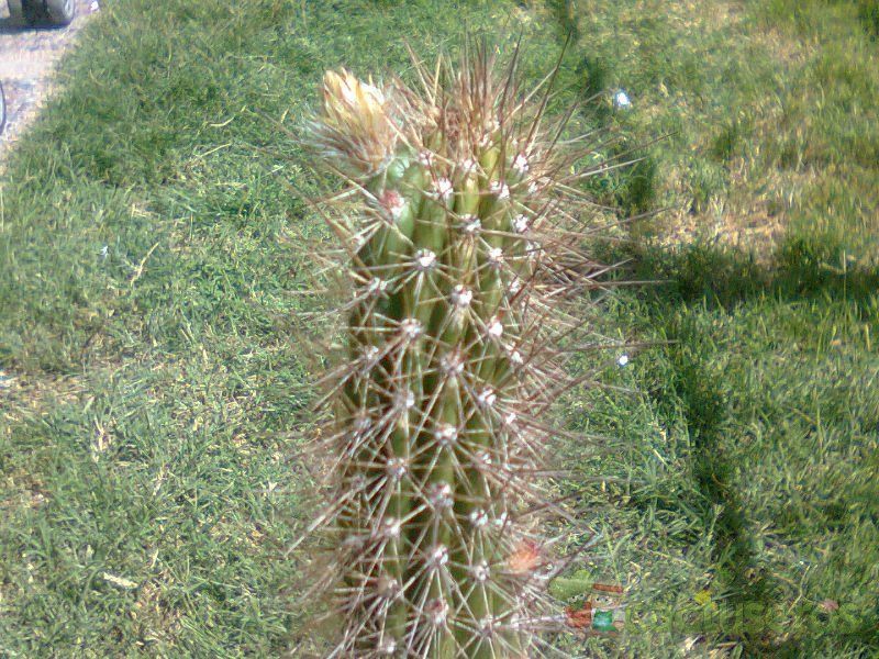 A photo of Peniocereus serpentinus