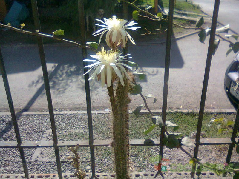 A photo of Peniocereus serpentinus