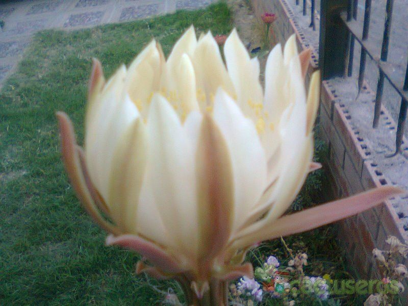 A photo of Peniocereus serpentinus