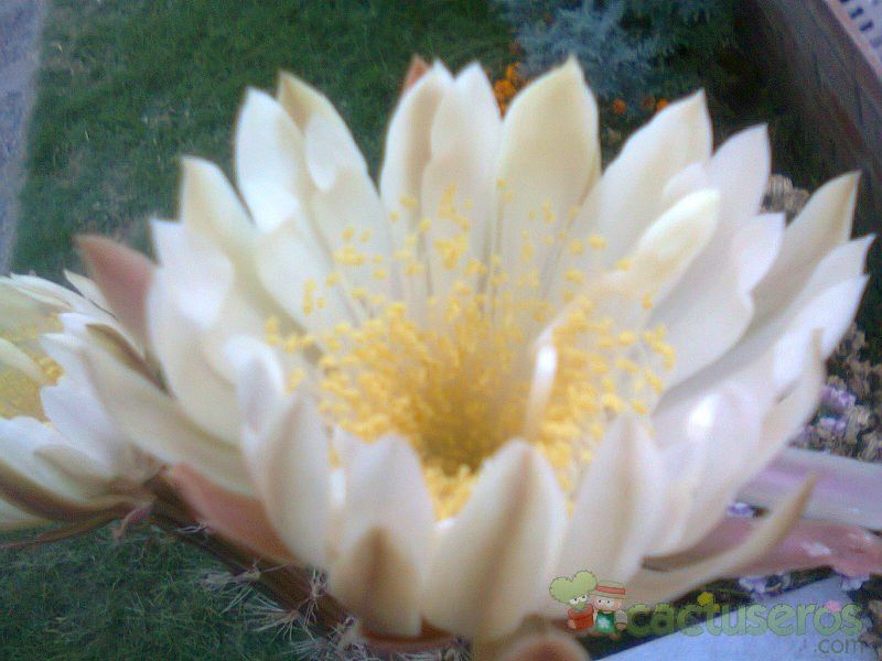 A photo of Peniocereus serpentinus