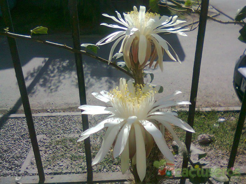 A photo of Peniocereus serpentinus